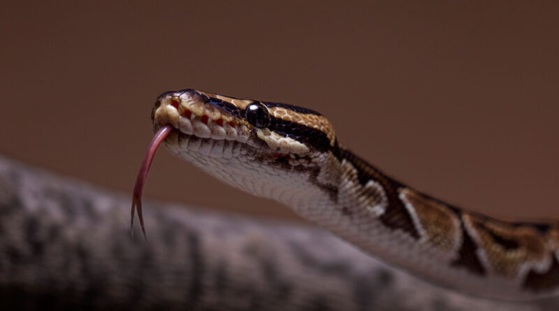 What does it mean when you find a snake in your house?