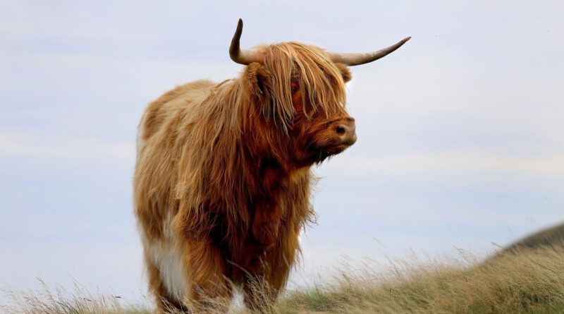 How much is a mini highland cow?